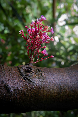 kew pink