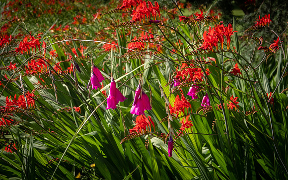 kew reds and purple