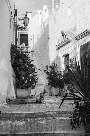 Ostuni cat bw