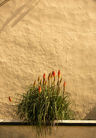 Kinsale red hot pokers
