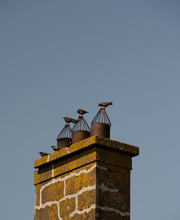 Kinsale starlings