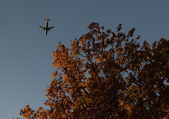 golden leaves and plane