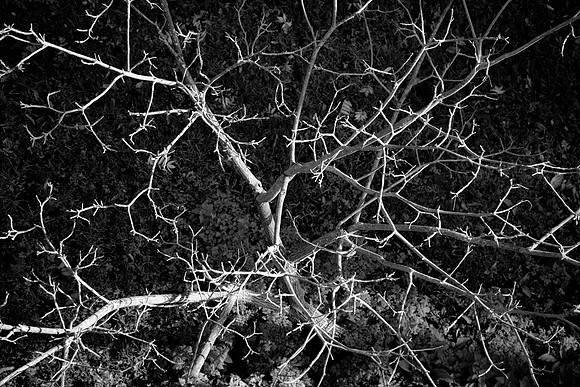 bare tree from above bw