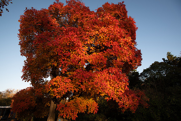 golden tree 2