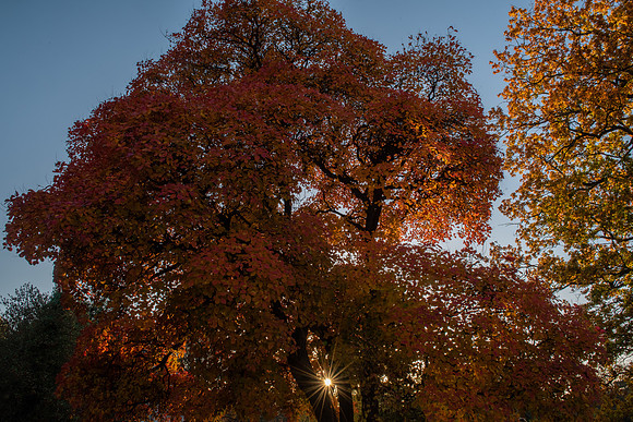 golden tree 6