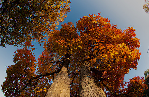 Golden tree looking up