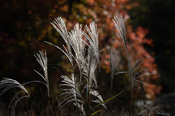 grasses colour 2