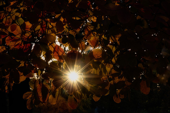 leaves sunburst