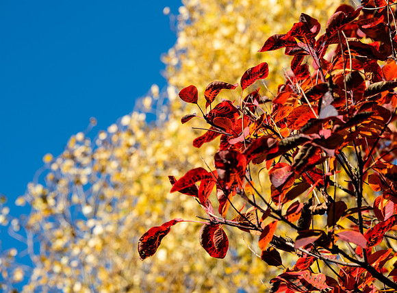 red and yellow leaves