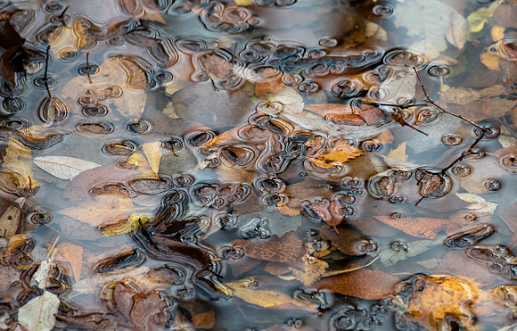 Leaves in water 2