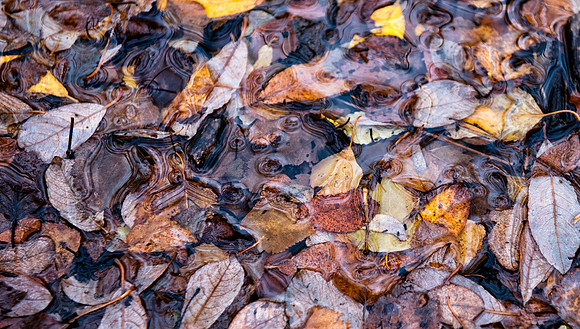 Leaves in Water