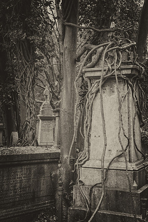 Highgate cemetery bw vines 1