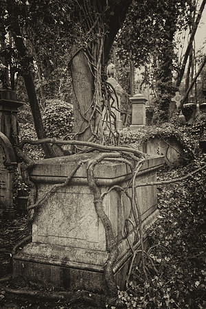 Highgate cemetery bw vines 2