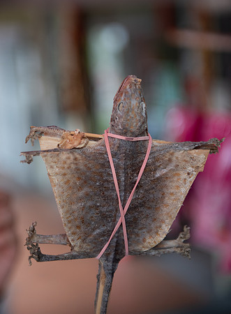 Gekko on a stick