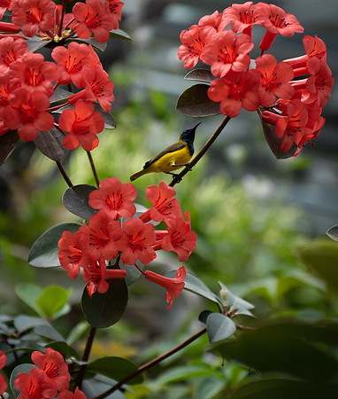 Hummingbird