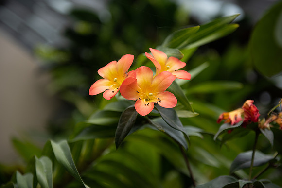 Orange flower
