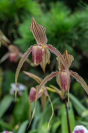 Orchids