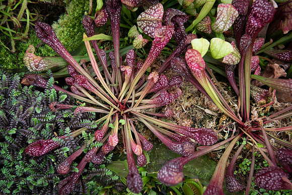 Pitcher plants