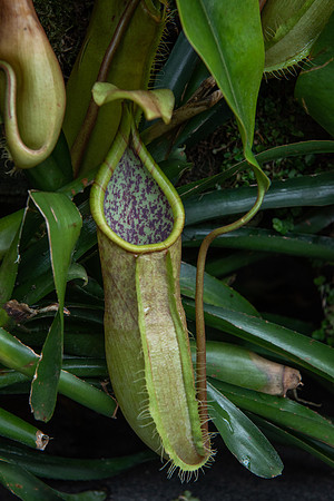 Pitcher plant