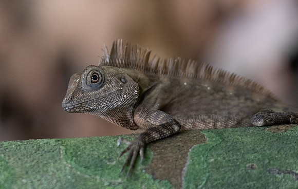 Lizard 2