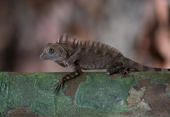 Lizard