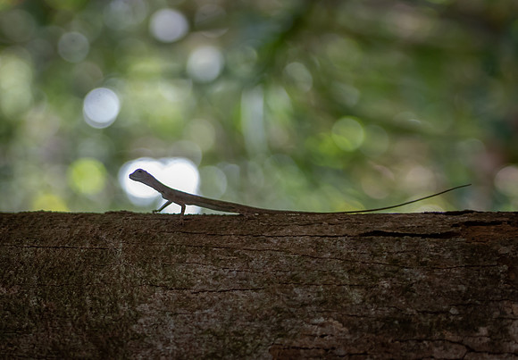 Flying lizard 2