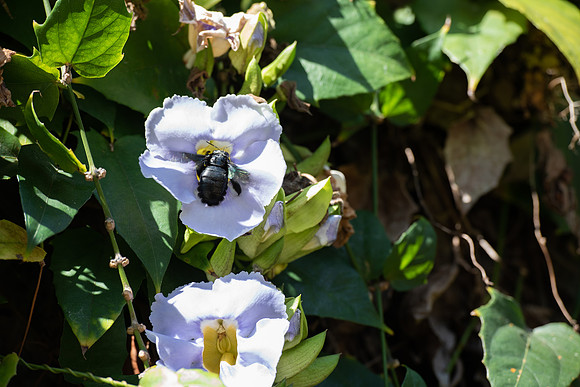 Carpenter bee