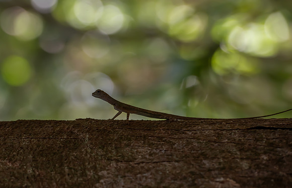 Flying lizard 1