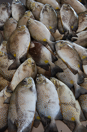 Kota Kinabalu market fish yellow