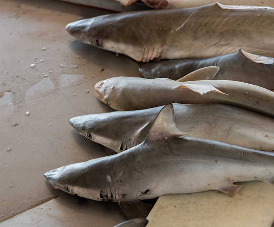 Kota Kinabalu market sharks