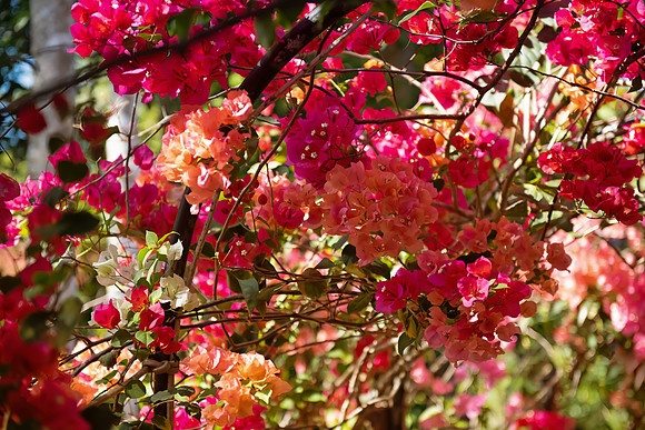 Kinabatangan Jungle lodge flowers