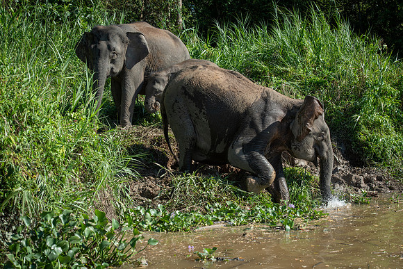Kinabatangan elephants 2