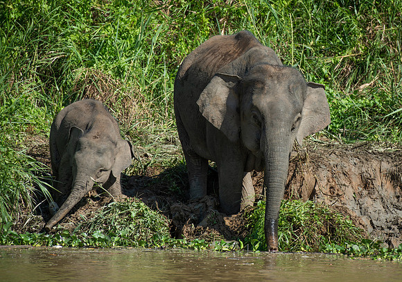 Kinabatangan elephants 3