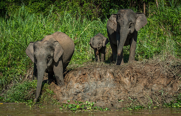 Kinabatangan elephants 1