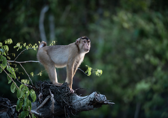 Macaque staring