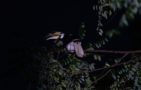 Black and white casqued hornbill night