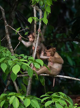 Macaque baby 4