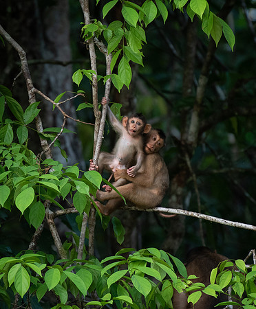 Macaque baby 5