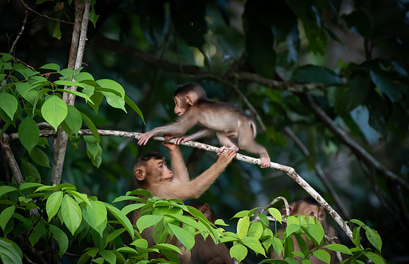 Macaque baby 3