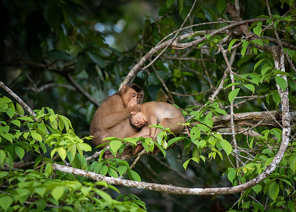 Macaque grooming