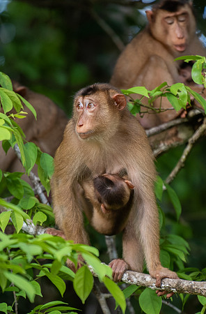 Macaque baby 2