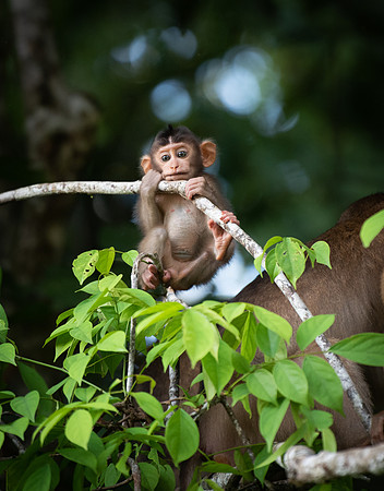 Macaque baby 1