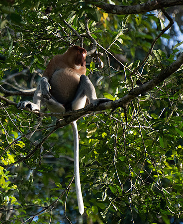 Proboscis 6