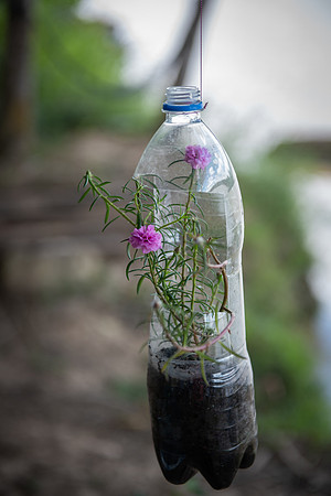Kinabatangan Abai flower pot