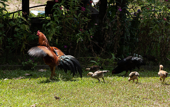 Kinabatangan Abai chickens