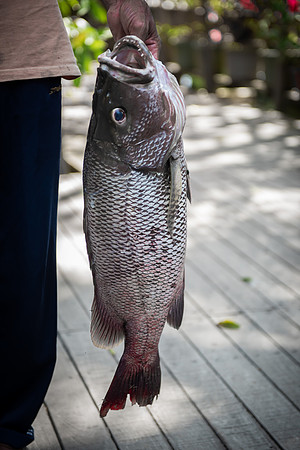 Kinabatangan Abai fish