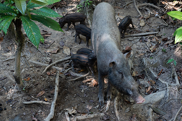 Kinabatangan Abai pig and piglets