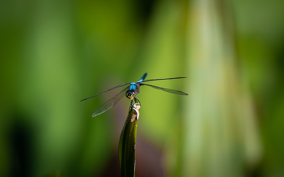 Kinabatangan River dragonfly 4