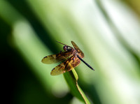 Kinabatangan River dragonfly 3