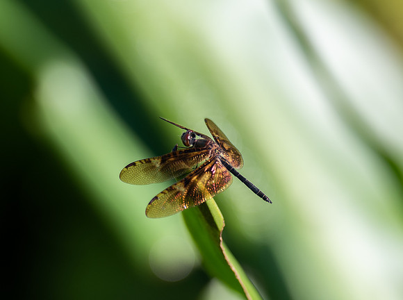 Kinabatangan River dragonfly 3
